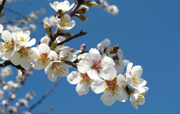 Picture flowers, bees, white