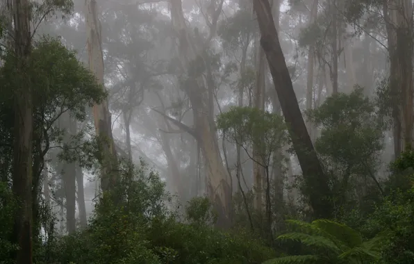 Picture forest, trees, nature, fog, rain, Australia, Australia, New South Wales