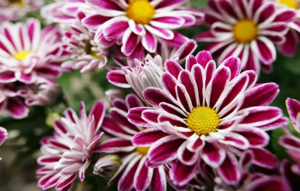 Picture Flowers, purple, yellow