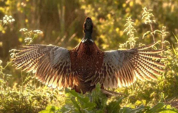 Picture nature, bird, pheasant