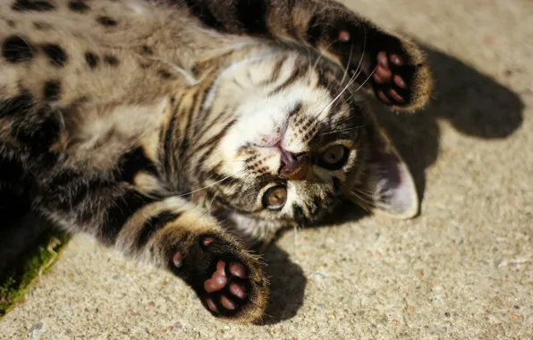 Cat, mustache, paws