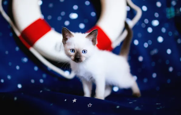 Picture cat, cat, look, blue, background, dark, fabric, kitty