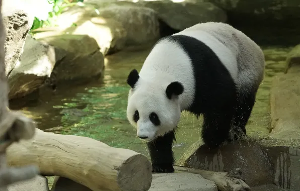 Light, pose, stones, shore, bear, bear, Panda, log