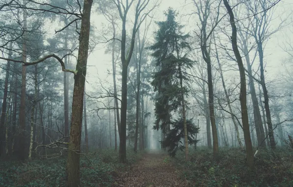 Picture forest, nature, fog, overcast, Belgium, path, Hogged, Maria-Alter