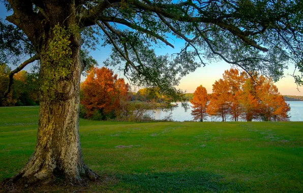 Picture autumn, the sky, grass, trees, lake