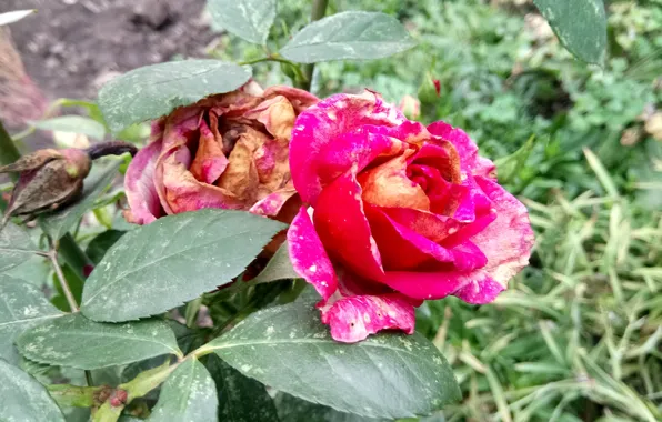 Autumn, Roses, Withering