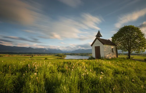 Picture greens, field, the sky, grass, clouds, trees, landscape, flowers