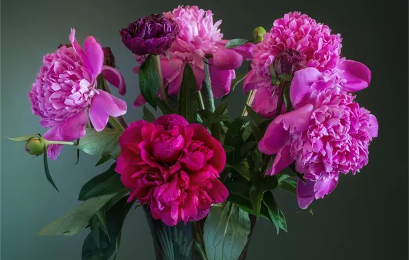 Background, bouquet, petals, buds, peonies