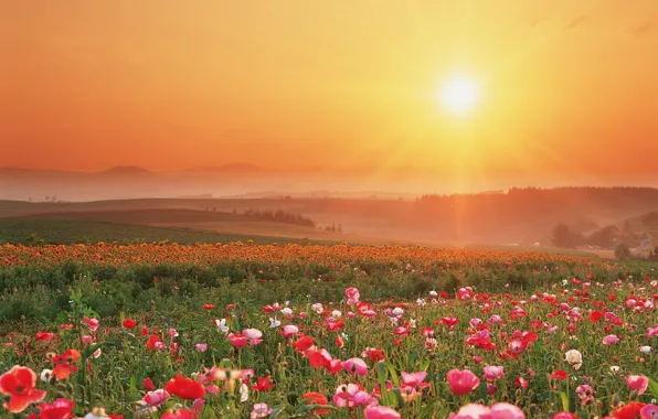 Sunset, flowers, Field