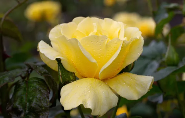 Picture flower, leaves, nature, rose, buds, flora