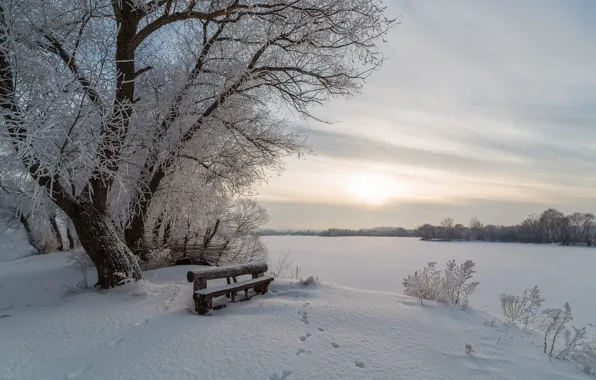 Picture winter, snow, trees, landscape, nature, river, shore, bench