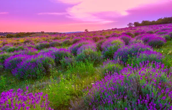 Field, landscape, flowers, nature, flowering, lavender