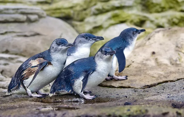 Birds, shore, penguins, blue, blue, flock, Quartet