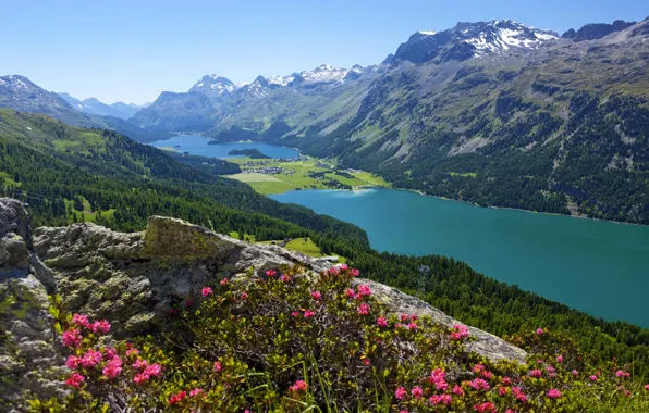 Picture forest, flowers, mountains, lake, stones, Switzerland, valley, slope