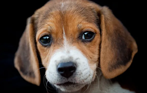 Portrait, dog, Beagle