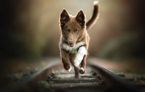 Each, dog, running