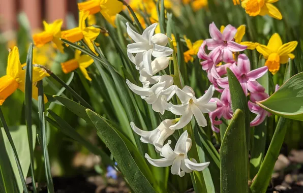 Flowers, spring, flowerbed, daffodils, hyacinths