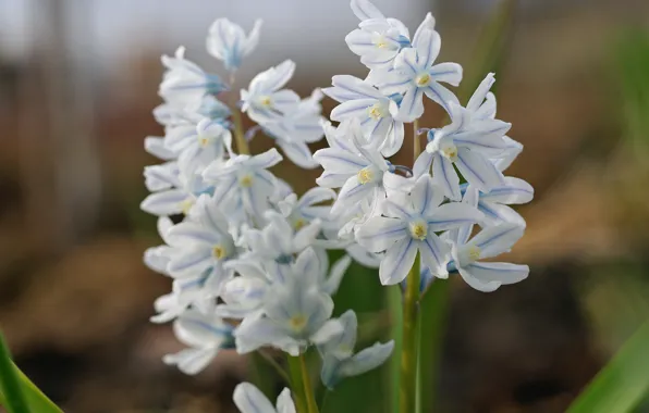 Macro, joy, flowers, nature, tenderness, beauty, plants, spring