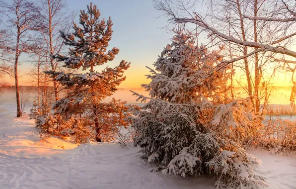 Picture sunset, spruce, frost, pine, Vuoksa