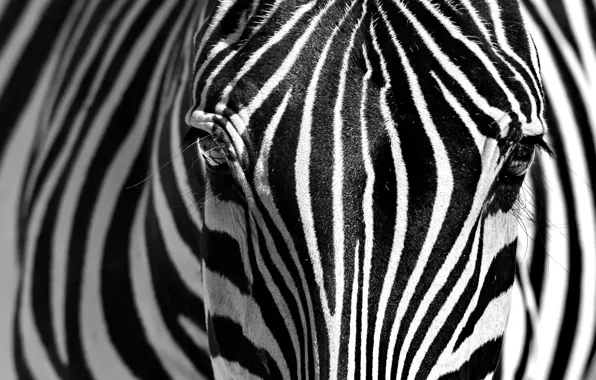 Face, strips, Zebra, black and white photo