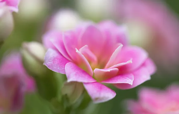 Macro, nature, petals