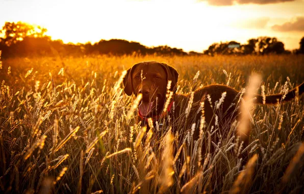 Field, sunset, dog