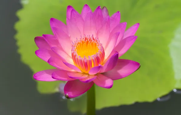 Water, leaf, water Lily