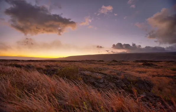 Grass, sunset, nature, tops