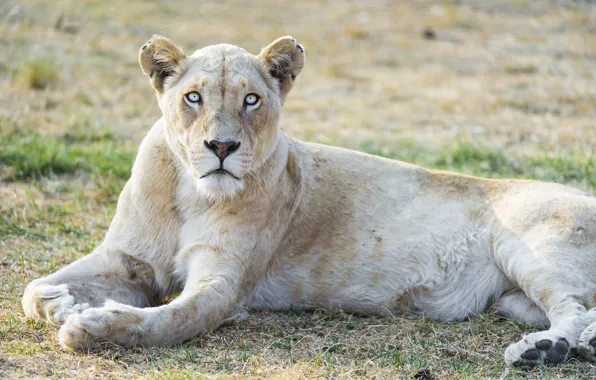 Cat, look, blue eyes, lioness, white lion, ©Tambako The Jaguar