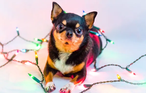 Picture lights, dog, garland, Chihuahua