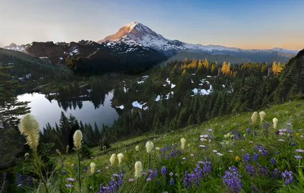 Picture trees, landscape, mountains, nature, lake, slope, USA, grass