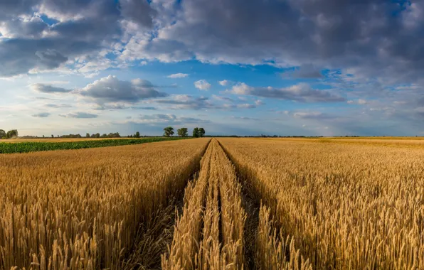 Picture sky, trees, landscape, nature, clouds, wheat, Field, ears