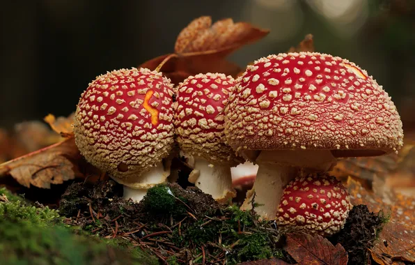 Mushrooms, Amanita, the mycelium