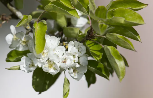 Picture leaves, flowers, branches, spring, flowering, pear