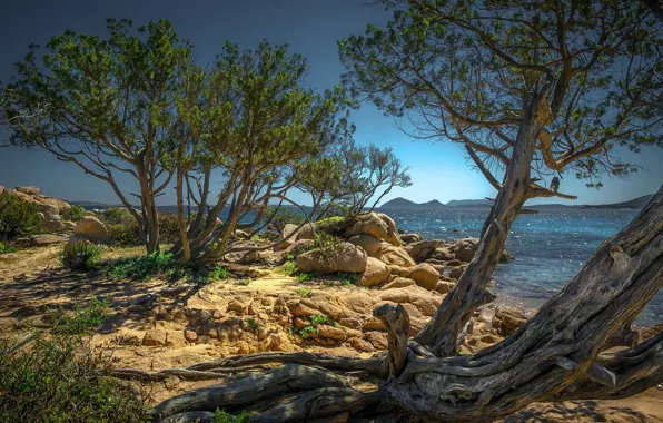Picture sea, the sun, trees, stones, coast, Italy, the bushes, Sardinia