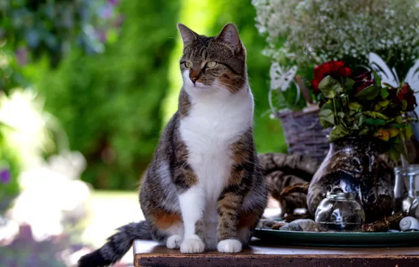 Greens, cat, summer, cat, look, face, light, flowers
