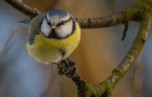 Nature, bird, branch, tit, blue tit