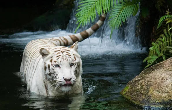 Cat, tiger, white tiger, tiger, white tiger