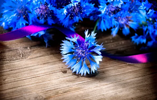 Picture tree, ribbon, cornflowers