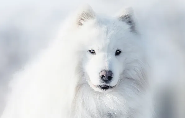 Winter, look, snow, portrait, dog, blur, white background, white