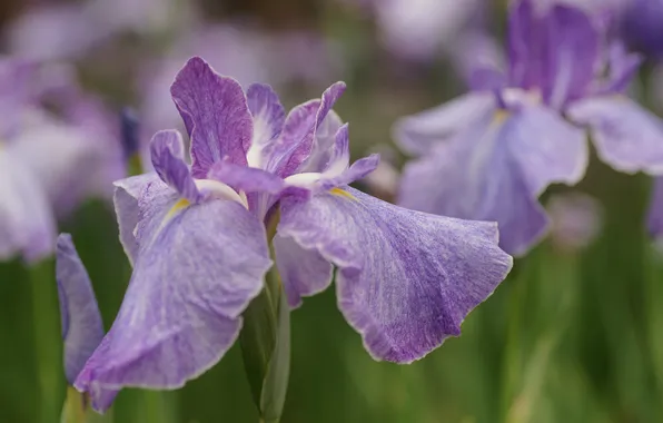 Greens, summer, flowers, irises, field