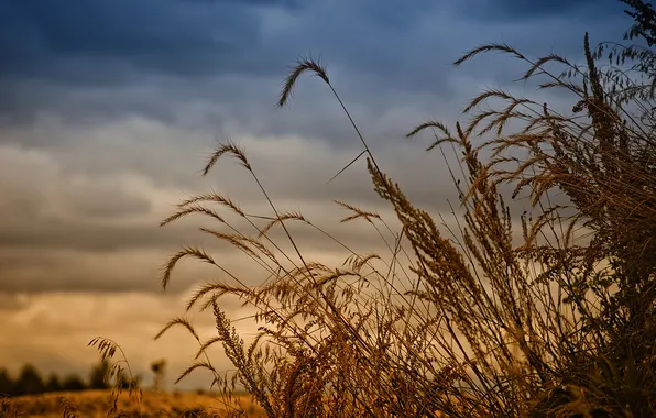 Field, the sky, grass, macro, sunset, nature