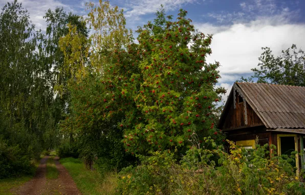 Picture autumn, home, village, Rowan