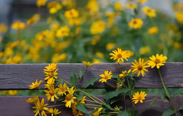 Summer, flowers, Board, the fence, yellow, garden, bokeh, heliopsis