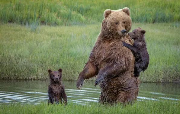 Picture bears, bears, bear