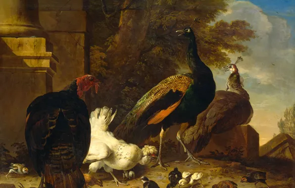 Picture animal, bird, picture, Melchior de Hondekuter, A hen with Peacocks and a Turkey