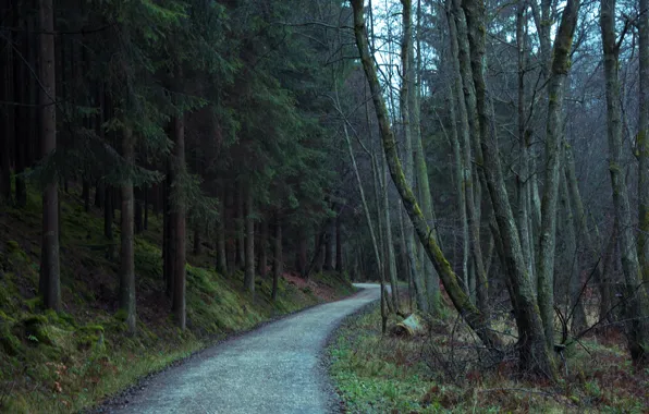 Picture forest, trees, nature, track, forest, Nature, trees, path