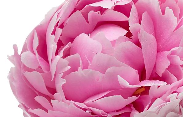 Macro, pink, petals, peony