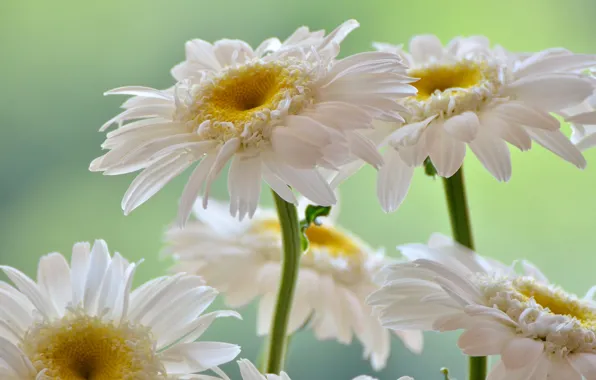Picture white, petals, gerbera