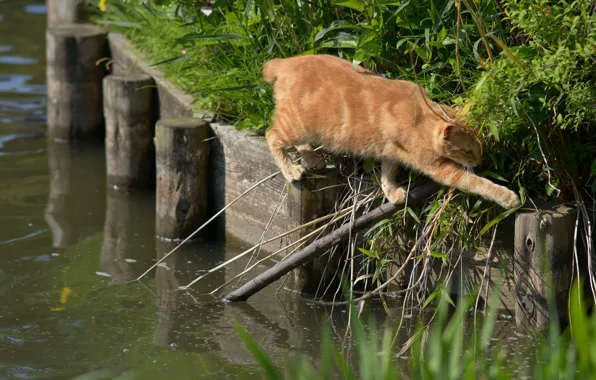 Water, the situation, the transition, red cat